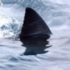 Sharks se stali cast'ymi n'avstevn'iky pobrezn'ich pl'az'i a ostrovu (VIDEO)