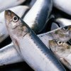 13 tons of herring overdue found in Primorye