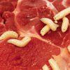 En Primorie, con gusanos consumir carne de cerdo