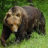 In Primorye for two days - two bears attack people