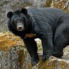 Polic'ia encuentra respuesta por el asesinato de oso negro