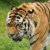 Двум жителям Уссурийска грозит 5 лет тюрьмы за продажу шкуры амурского тигра