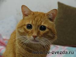 Во Владивостоке кот провел без пищи и воды более трех месяцев