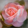 Рецепты красоты из лепестков роз