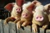 Свинопоголовью в крае может грозить тотальное уничтожение