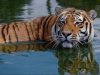 Во Владивостоке прошла премьера фильма о жизни амурских тигров