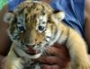 Найденный в тайге в Приморье тигренок-сирота пошел на поправку