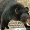 В Приморье медведь забрался в сельскую школу