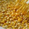 В Приморье запрещён ввоз в Россию крупной партии семян кукурузы