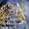 Постановлением Правительства РФ в Приморье создан национальный парк «Земля леопарда»!