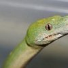 Зеленого змия нашли у «Зеленого угла»