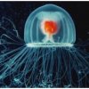 Медуза является единственным бессмертным существом на Земле