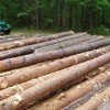 Boundary-value test found no violations of protective forest logging on Bikini