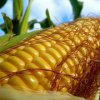 Grown in Primorye corn gained recognition abroad