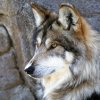 In Khorol Primorye region has increased significantly the number of wolves and foxes