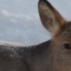 In Primorye, deep snow makes deer easy prey for poachers