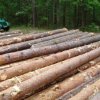 Primorye drives to sell raw wood, 