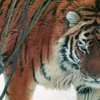 The reserve Primorye tiger crossed the border and ended up in China,