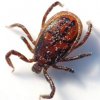 34 people were injured by the bite of ticks in the Primorsky Krai