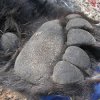 Customs detained on the sea bear paws