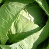 In Primorye, banned the importation of almost 500 tons of Chinese vegetables