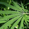 A resident of Primorye was hoping to exchange three bags of marijuana on a motorcycle 