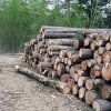 Entrepreneurs from China were seized illegally harvested timber in Primorye