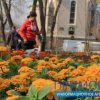 In Vladivostok, planted flowers in the park ADMIRALSKAYA