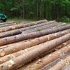Offensive official from the Maritime Forestry fined 15000 rubles