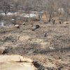The head of the district in Primorye caused environmental damage by 11.4 million rubles