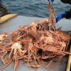 The unprecedented migration of crabs recorded in Primorye