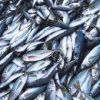Cient'ificos costeras est'an preparando normas para pesca de