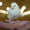 Far East Caja de Ahorros abri'o una l'inea de cr'edito en la regi'on conocida empresa - JSC "Poultry Plant Breeding Khabarovsk"