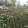 In Nakhodka abzuschliessen Blumenbeete