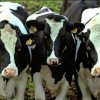 In Primorye, farm shops will be