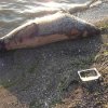 Prosecutors Primorye one of the causes of death of the fish on the banks of the Amur Bay - clogging coastal waters