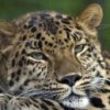 В Приморие, откри център за рехабилитация леопард