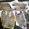 41 kg peaux de rats musqu'es ne sont pas parvenus aussi loin que la Chine
