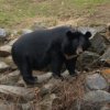 ^In Amur salva nu numai oameni, ci, de asemenea, de ursi bruni