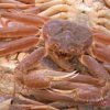 Les Chinois ont secr`etement pris sur les crabes vivants Primorye