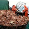 Les procureurs recours contre la d'ecision d'arbitrage maritime pour "cas de crabe"