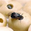 Marins 'etrangers amen'es repas Primorye avec des insectes vivants