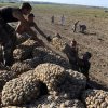Vegetable production in Primorye more than last year