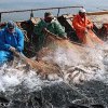 За 8 месяцев этого года общий улов рыбодобывающих предприятий