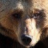 Еще один медведь застрелен в Красноярске