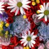 Мать с несовершеннолетним ребёнком подозревается в совершении кражи из салона цветов во Владивостоке