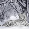 Гибель найденного в тайге тигра Амура-Старшего