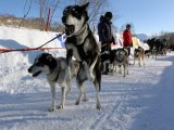 Пройден 10 этап гонки на собачьих упряжках «Берингия»