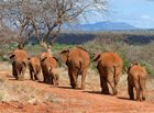 В Кении будут восстановлена древняя слоновья тропа
