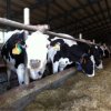 Через три года в Приморье увеличат производство молока